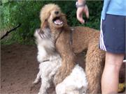 Willi will es wissen